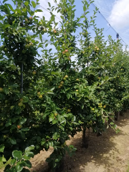 Fertilizantes e Corretivos